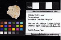 Foto (Objket + Etiketten) von Decapoda indet. 